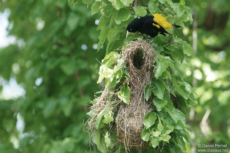 Yellow-rumped Caciqueadult, identification, Reproduction-nesting, Behaviour