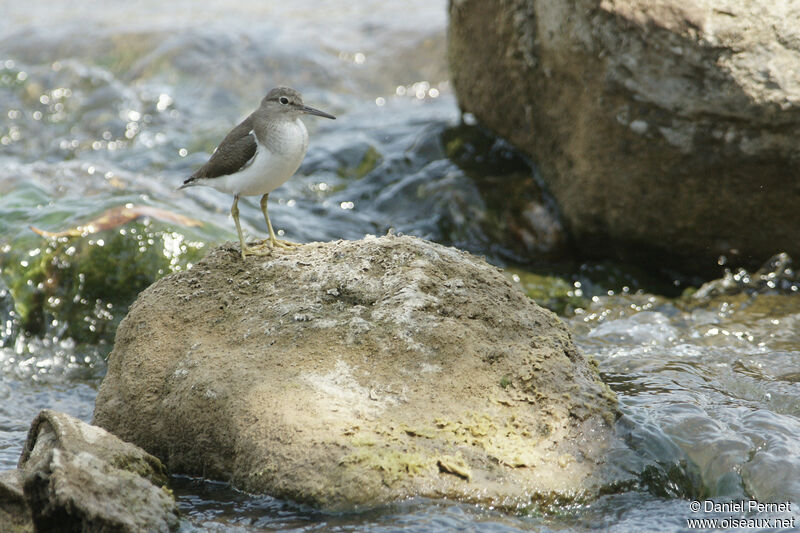 Common Sandpiperadult, walking