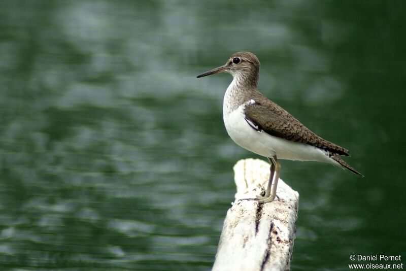 Common Sandpiperadult, identification