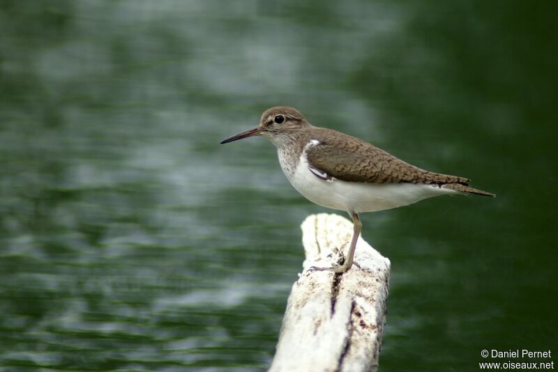 Common Sandpiperadult, identification