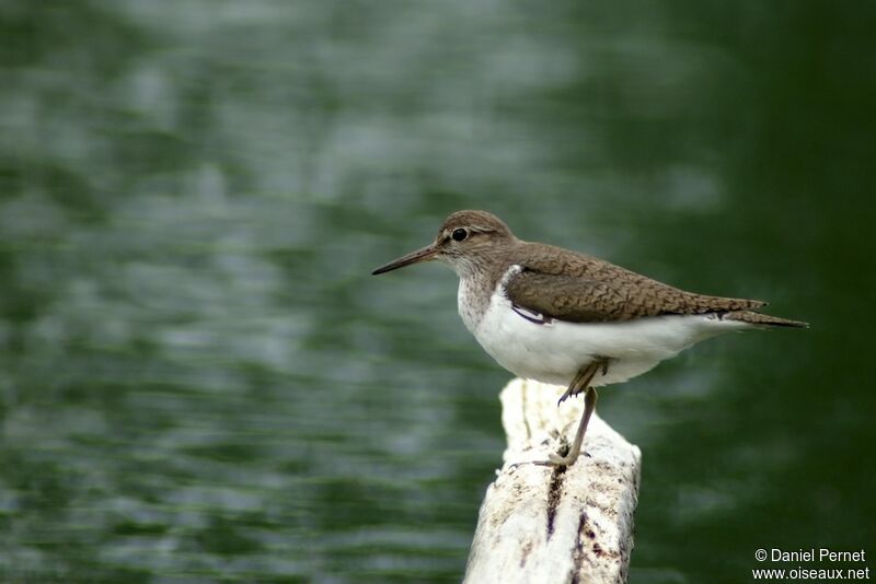 Chevalier guignetteadulte, identification