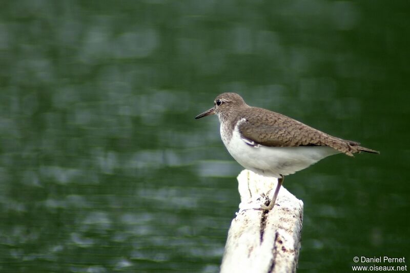 Common Sandpiperadult, identification