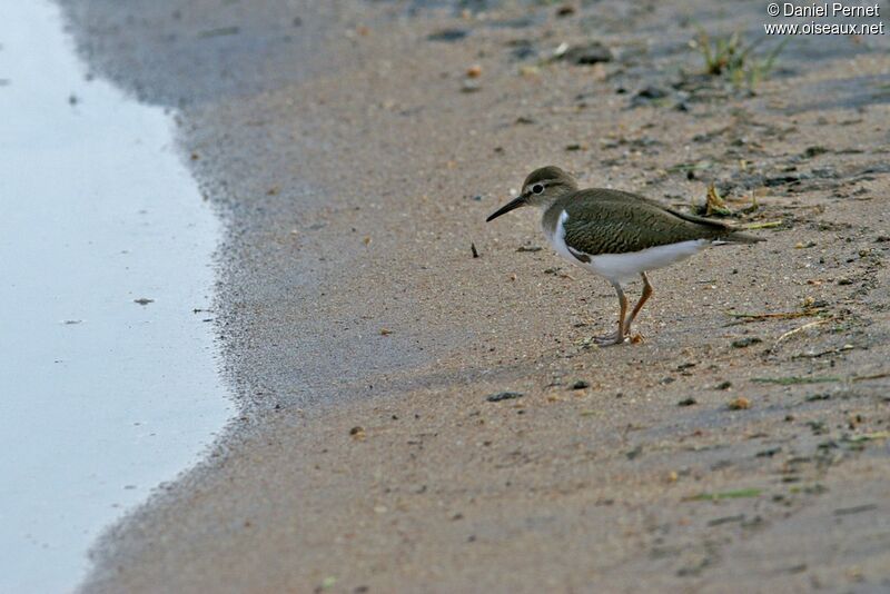 Common Sandpiperadult post breeding, identification