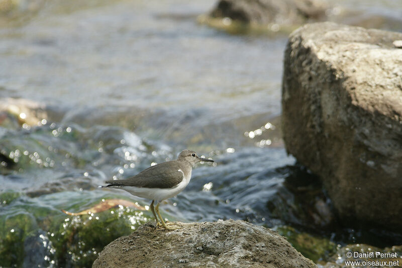 Common Sandpiperadult, walking