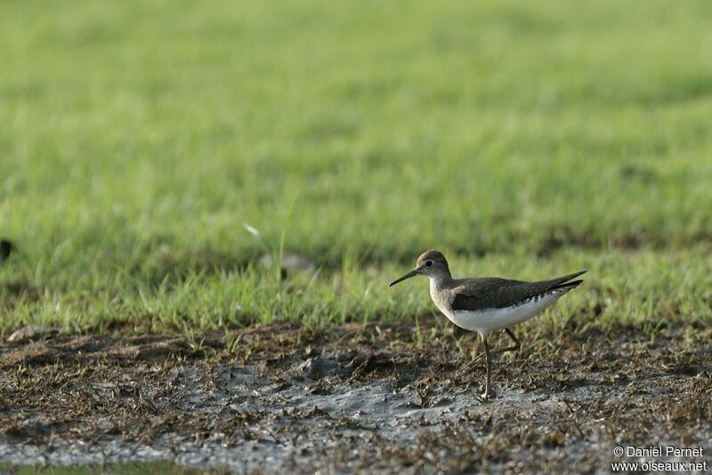 Chevalier solitaireadulte, identification, Comportement