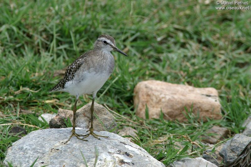 Chevalier sylvainadulte internuptial, identification