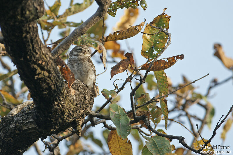 Chevêche brameadulte, habitat