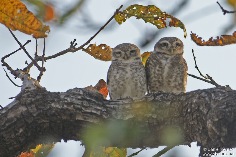 Spotted Owletadult, habitat, courting display