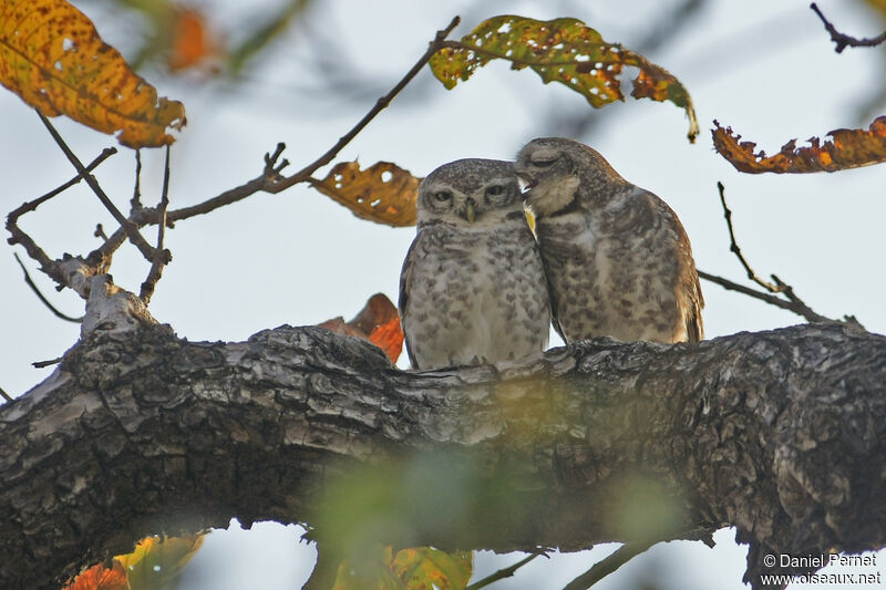 Spotted Owletadult, habitat, courting display