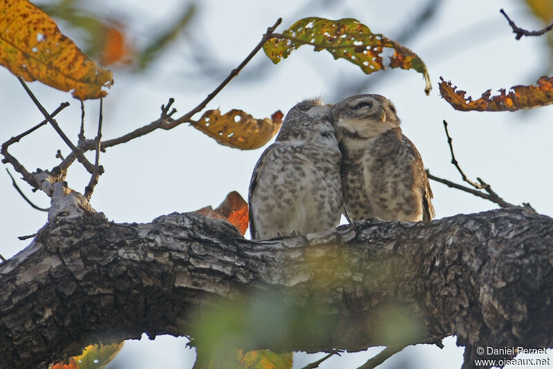 Chevêche brameadulte, habitat, parade