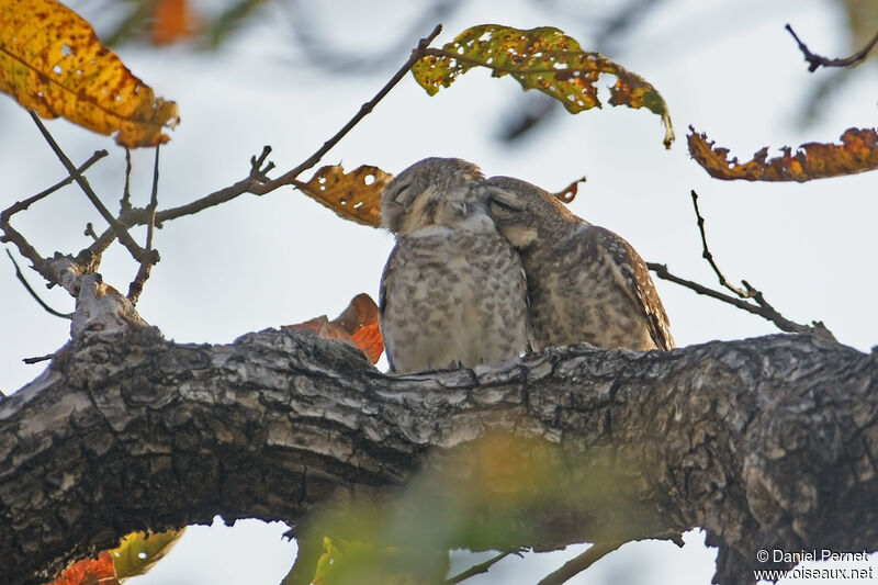 Spotted Owletadult, habitat, courting display