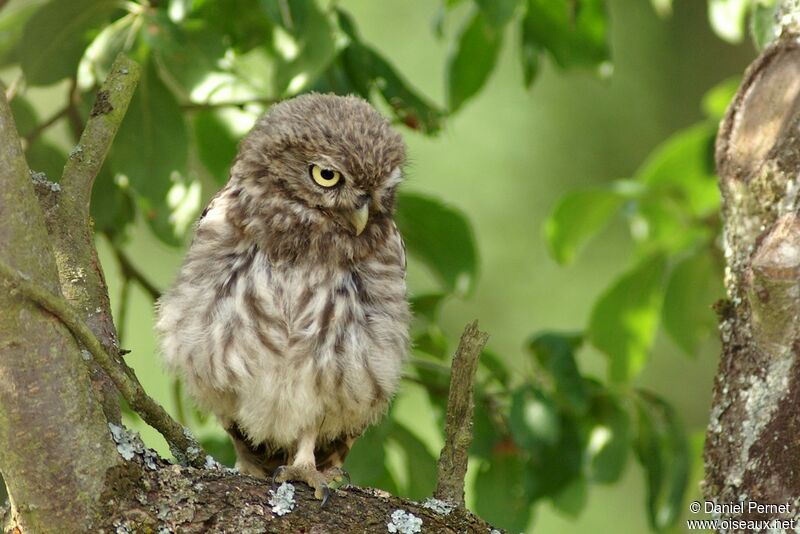 Little OwlFirst year, identification, Behaviour