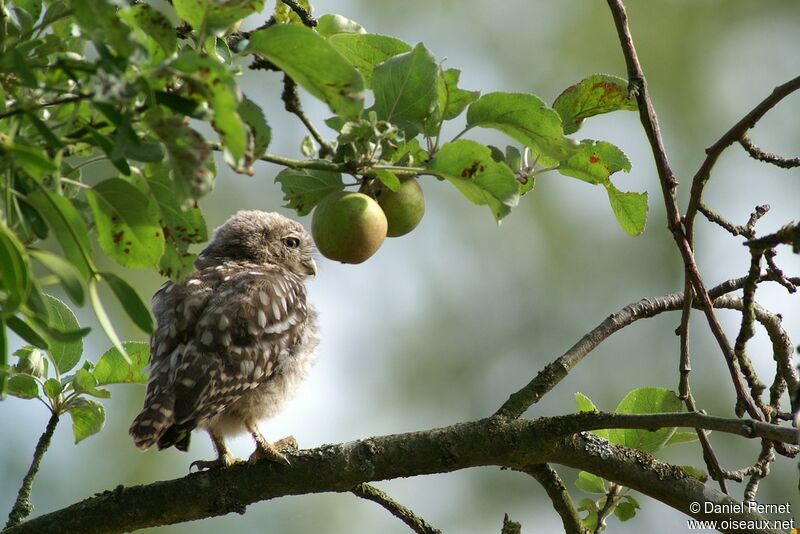 Little OwlFirst year, identification, Behaviour