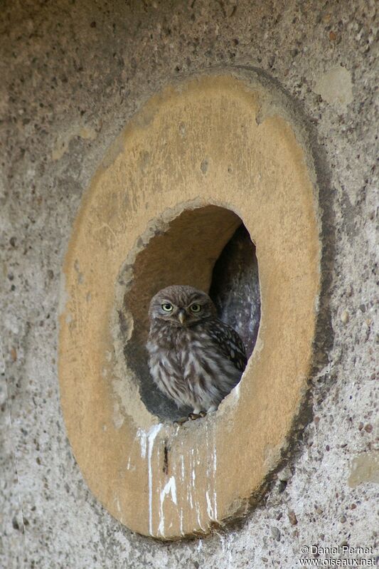 Little OwlFirst year, identification, Behaviour