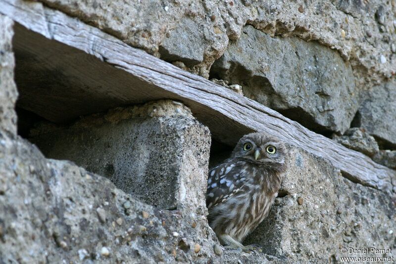 Little OwlFirst year, identification, Behaviour