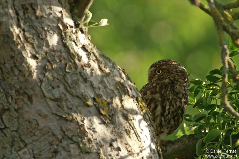 Little OwlFirst year, identification