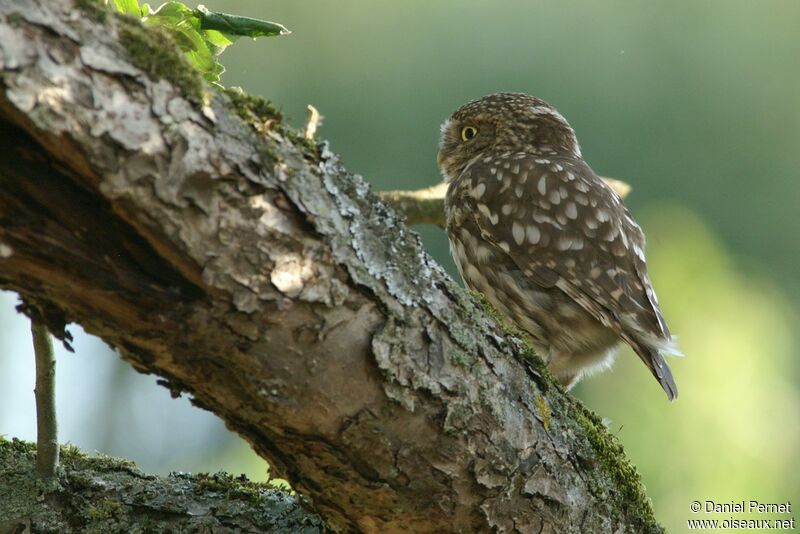 Little OwlFirst year, identification