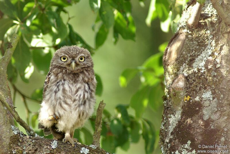 Little OwlFirst year, identification, Behaviour