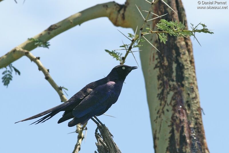 Rüppell's Starlingadult, identification