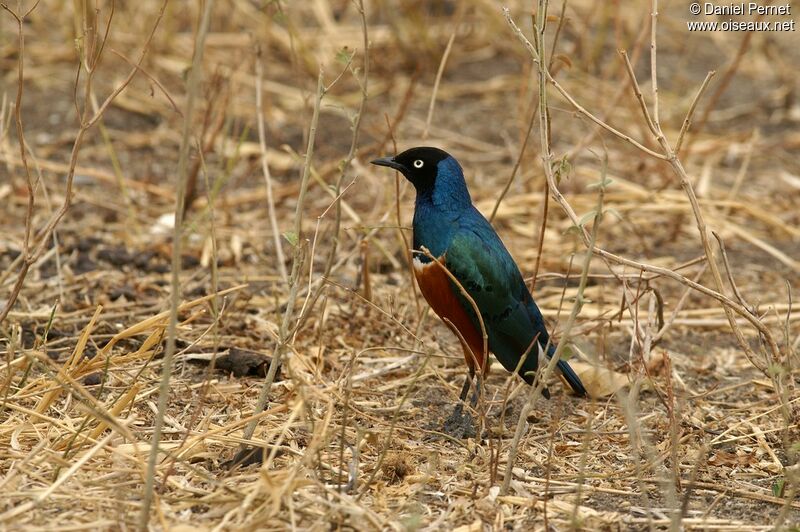 Superb Starlingadult, identification