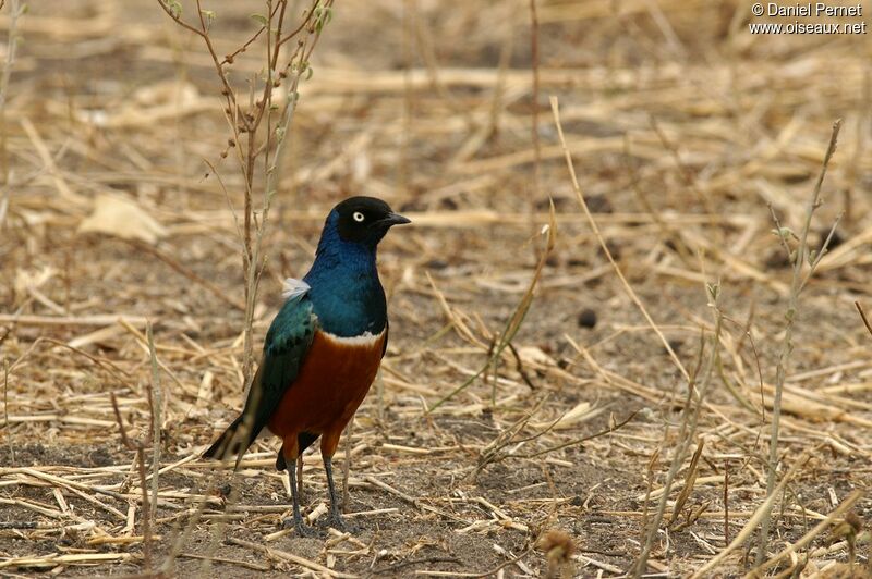 Superb Starlingadult, identification