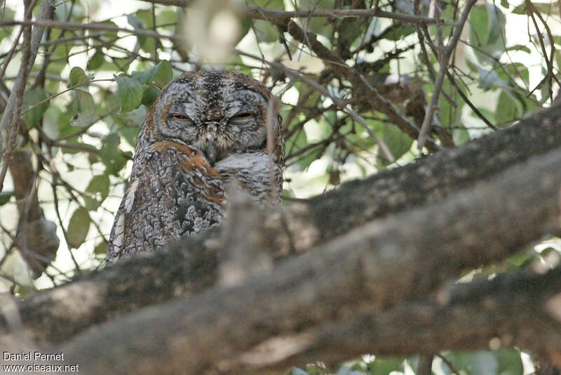 Mottled Wood Owladult, close-up portrait