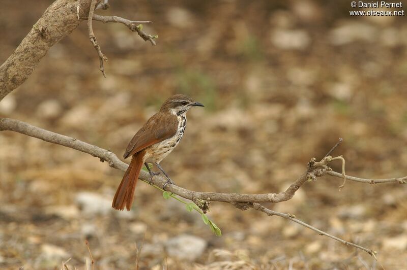 Cichladuse tachetée, identification