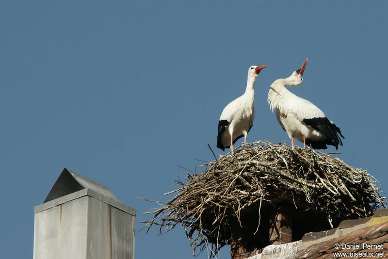 White Stork adult breeding, identification, Reproduction-nesting, Behaviour