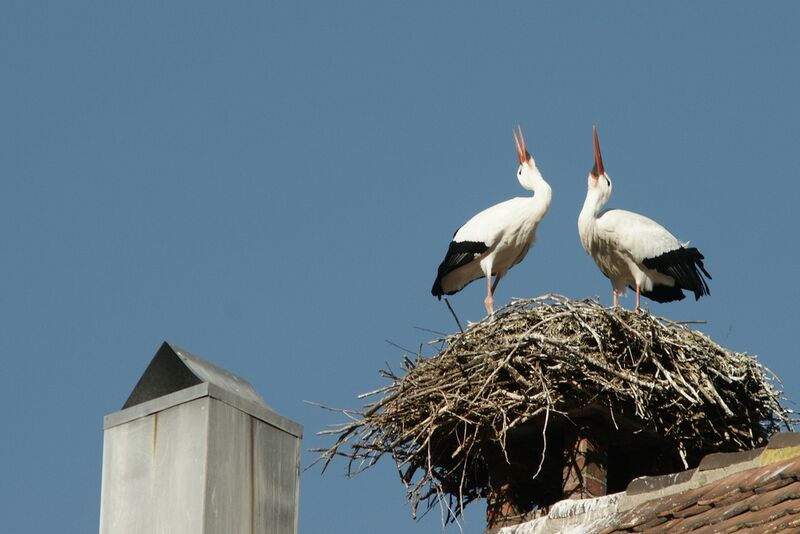 Cigogne blanche adulte nuptial, identification, Nidification, Comportement