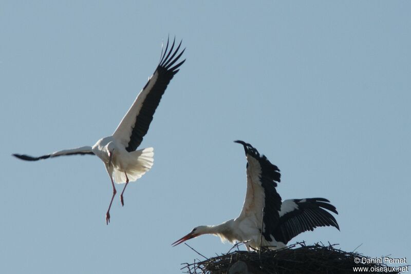 Cigogne blancheadulte nuptial, Comportement