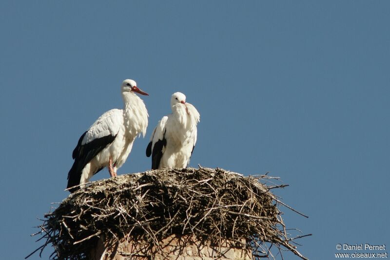 Cigogne blanche adulte nuptial, Nidification