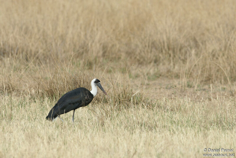 Cigogne épiscopaleadulte, identification