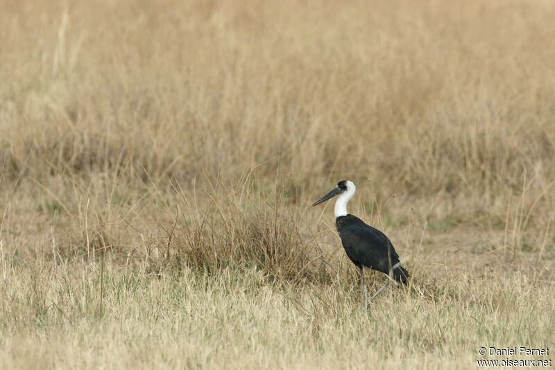 Cigogne épiscopaleadulte, identification