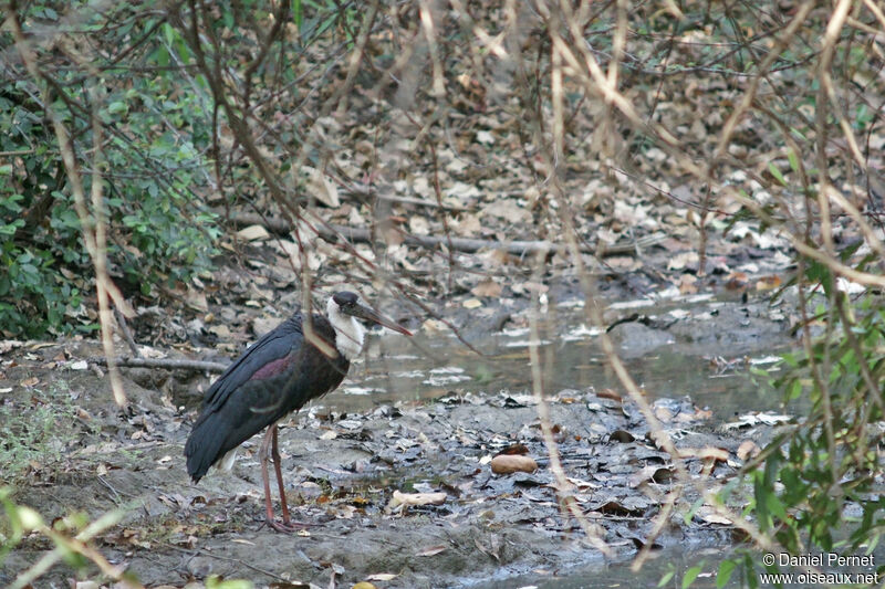 Cigogne épiscopaleadulte, marche