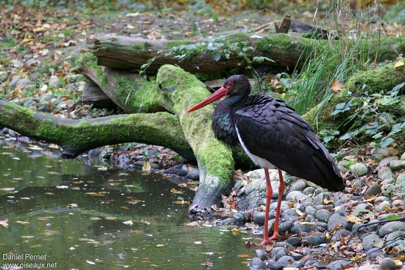 Black Storkadult breeding, habitat