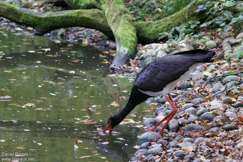 Cigogne noireadulte, pêche/chasse