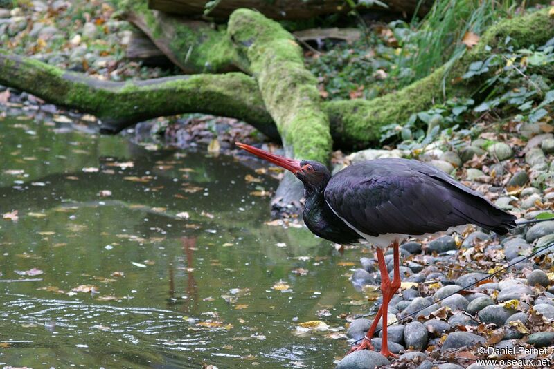 Cigogne noireadulte, identification