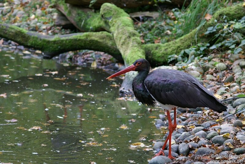 Cigogne noireadulte, identification