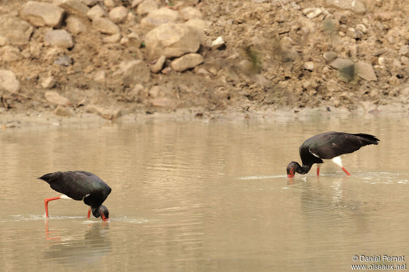 Black Storkadult, fishing/hunting