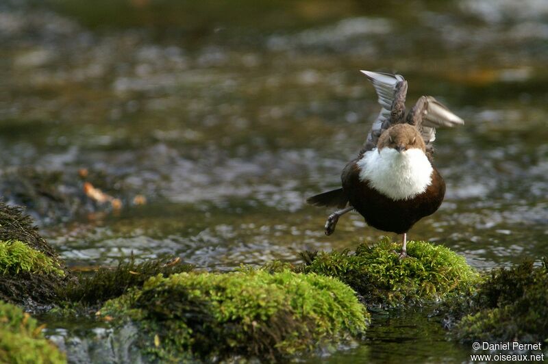 White-throated Dipper, Behaviour