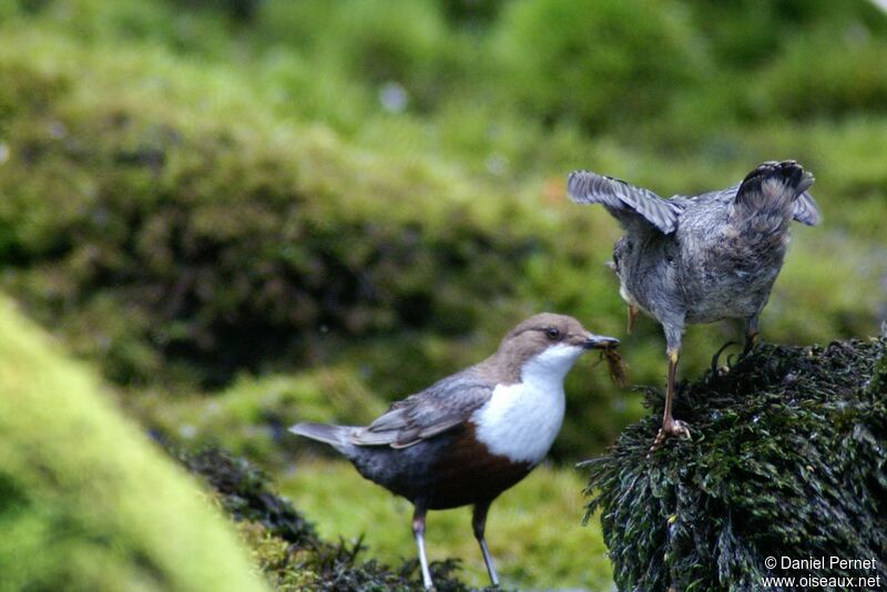 White-throated DipperFirst year, identification, feeding habits, Behaviour