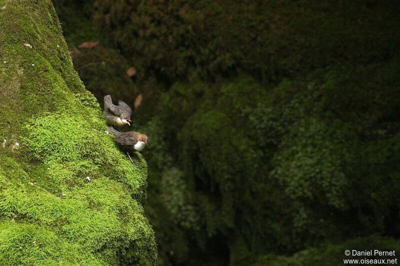 White-throated Dipper, Behaviour