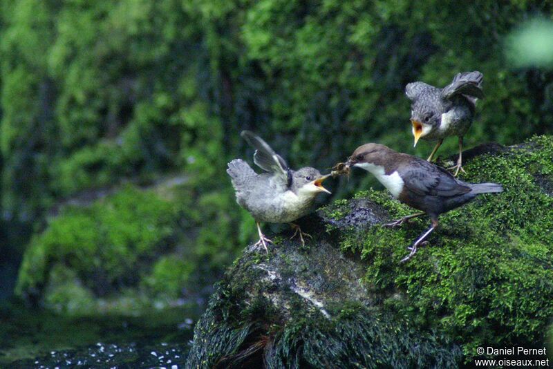 White-throated DipperFirst year, identification, feeding habits, Behaviour