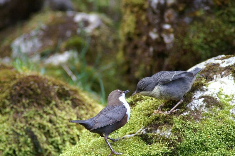 White-throated Dipper