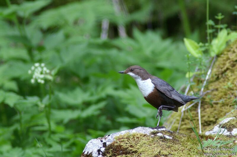 White-throated Dipperadult