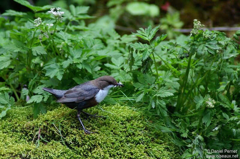 White-throated Dipperadult, identification