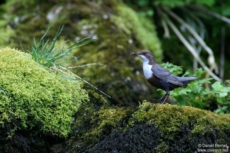 White-throated Dipperadult, identification, feeding habits