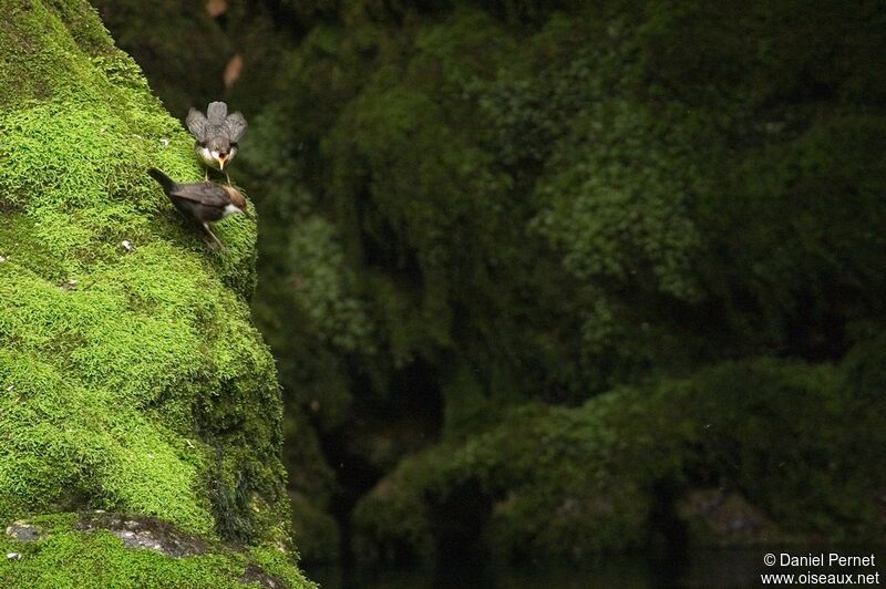 White-throated Dipper, Behaviour