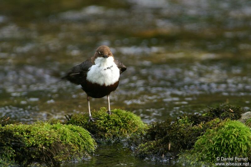 White-throated Dipperadult, Behaviour