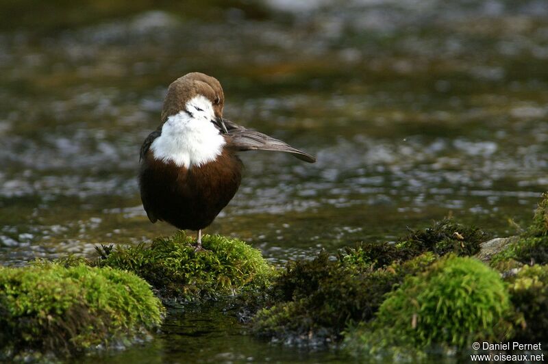 White-throated Dipperadult, Behaviour